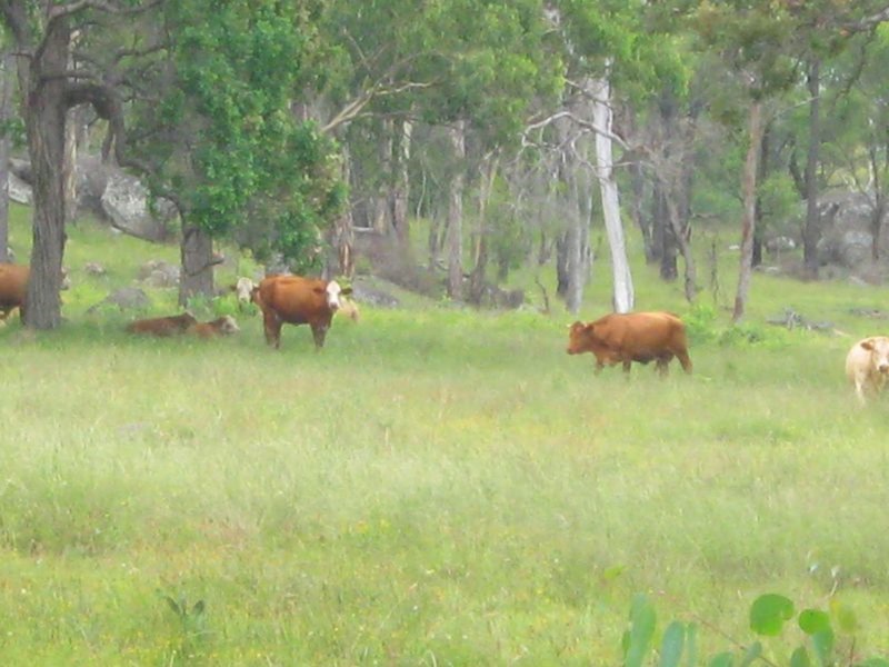 Photo - 121 Maidenwell Upper Yarraman Road, Maidenwell QLD 4615 - Image 5