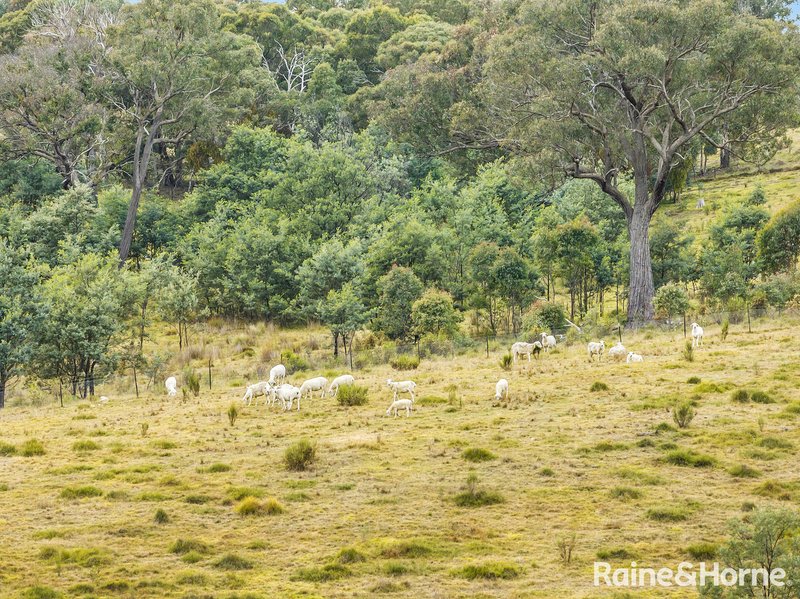 Photo - 1252 Kangaloolah Road, Binda NSW 2583 - Image 13