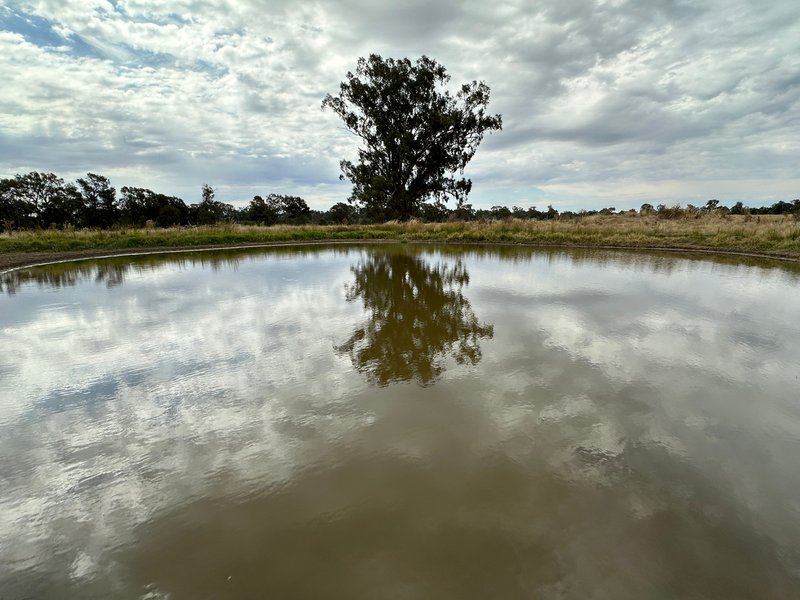 Photo - 126-184 Henty Walla Road, Henty NSW 2658 - Image 6