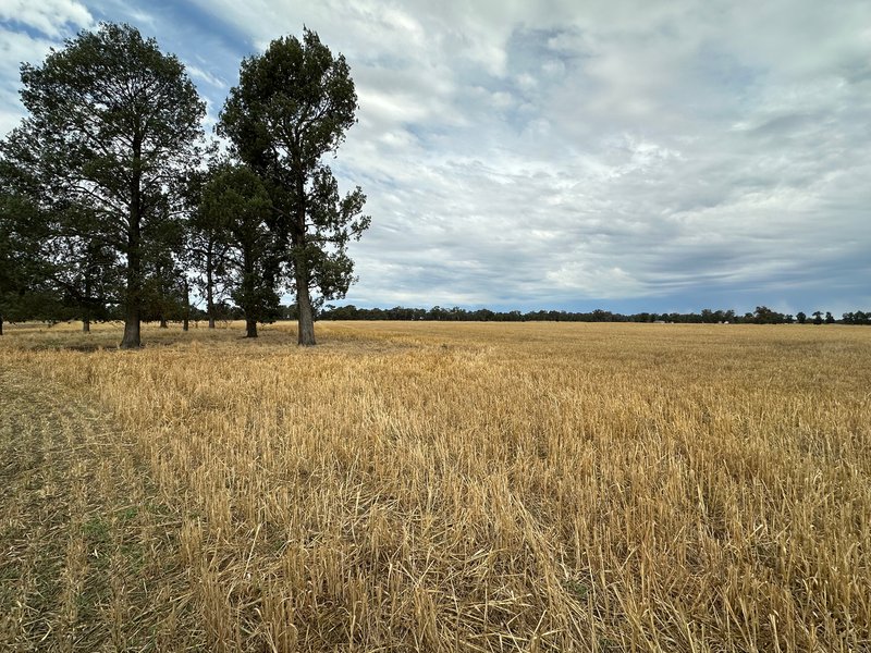 Photo - 126-184 Henty Walla Road, Henty NSW 2658 - Image 9