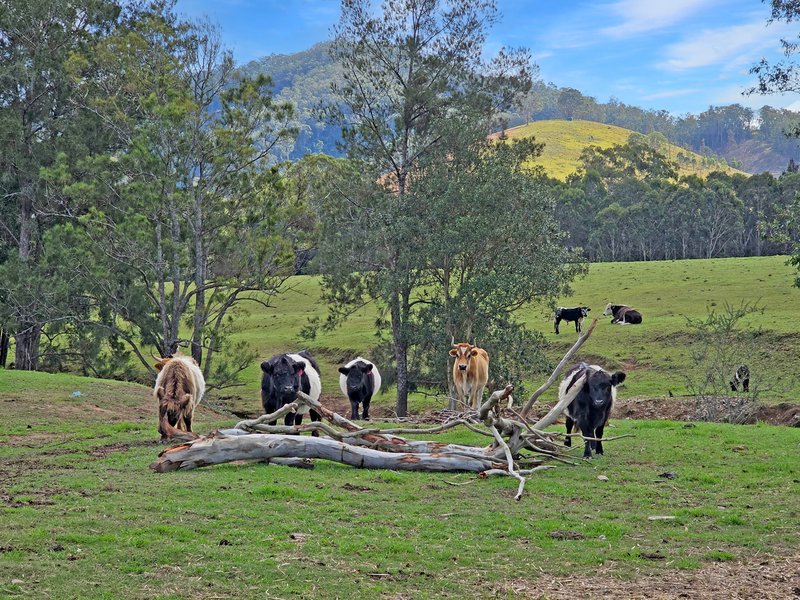 Photo - 1282 Waukivory Road, Waukivory Via , Gloucester NSW 2422 - Image 29