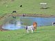 Photo - 1282 Waukivory Road, Waukivory Via , Gloucester NSW 2422 - Image 33