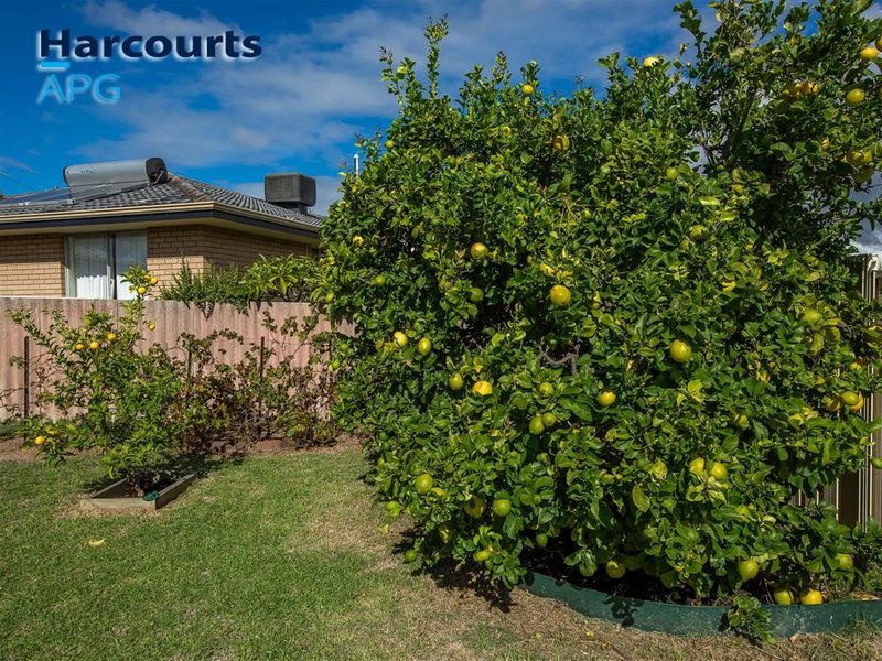 Photo - 13 Bunning Boulevard, East Bunbury WA 6230 - Image 4