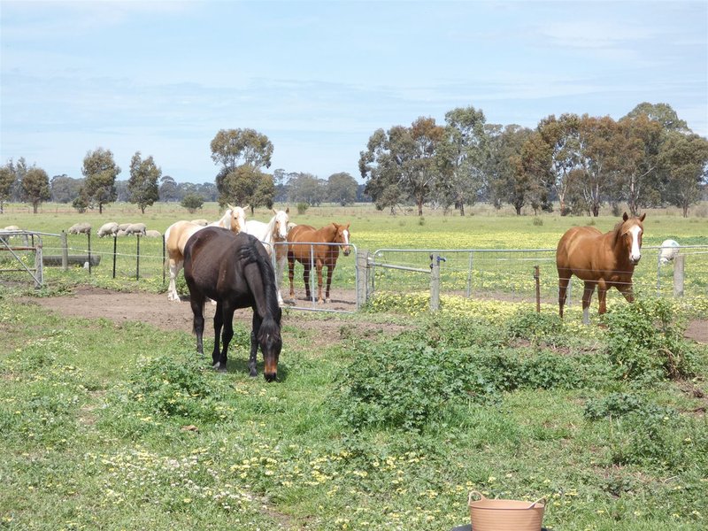 Photo - 1311 Ullswater-Mortat Road, Ozenkadnook VIC 3413 - Image 3