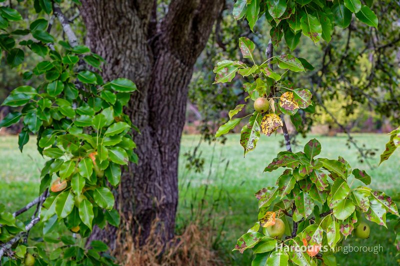 Photo - 133 Crabtree Road, Grove TAS 7109 - Image 8