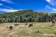 Photo - 136 O'Tooles Road, Wild Dog Valley VIC 3953 - Image 7