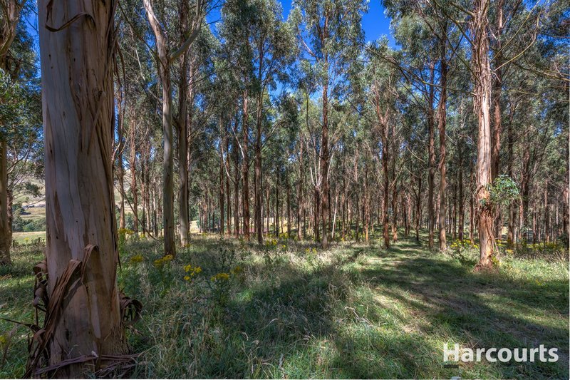 Photo - 136 O'Tooles Road, Wild Dog Valley VIC 3953 - Image 15