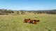 Photo - 1364 Puddledock Road, Armidale NSW 2350 - Image 21