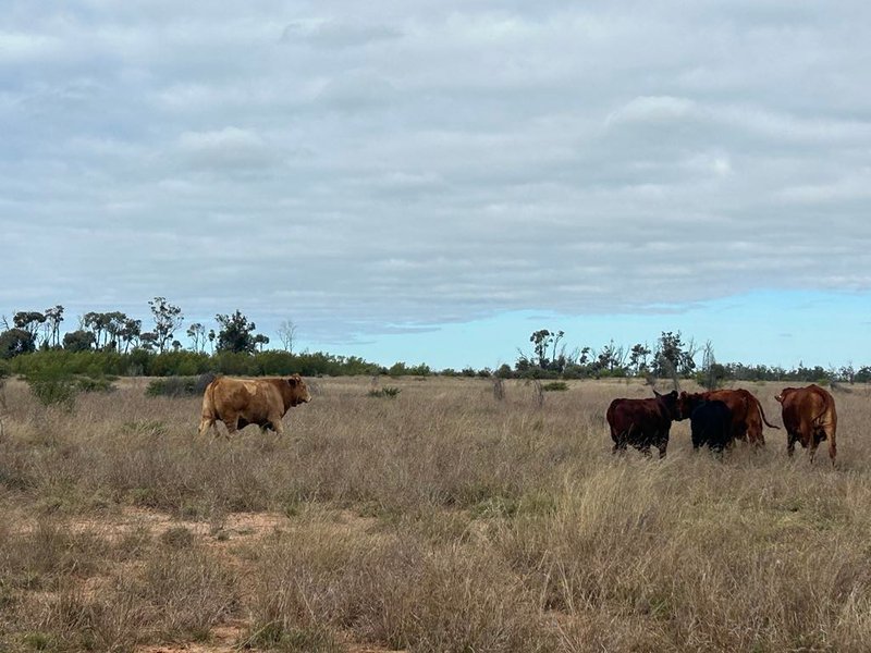 Photo - 1369 Yagaburne-Boondandilla Road, Moonie QLD 4406 - Image 11