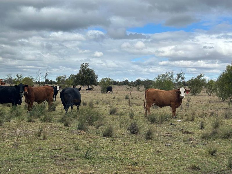 Photo - 1369 Yagaburne-Boondandilla Road, Moonie QLD 4406 - Image 15