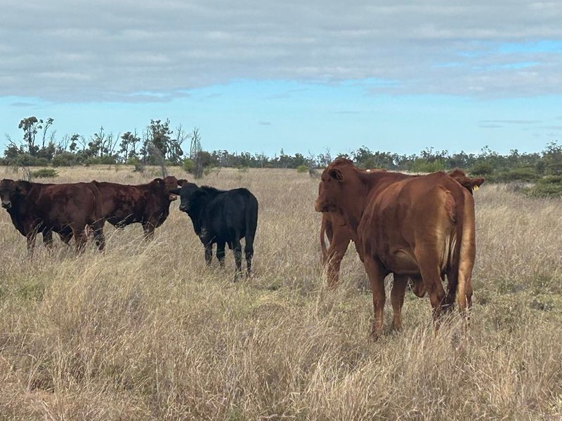 Photo - 1369 Yagaburne-Boondandilla Road, Moonie QLD 4406 - Image 18