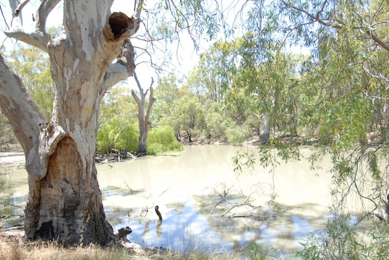 Photo - 137 Billabong Creek Drive (Conargo) Drive, Deniliquin NSW 2710 - Image 3