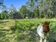 Photo - 137 Gahans Road, Bagotville NSW 2477 - Image 18