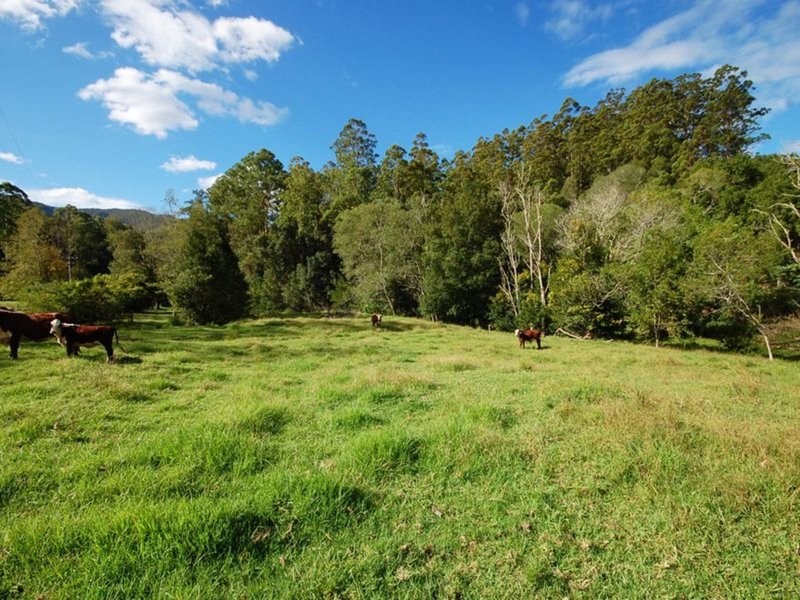 Photo - 137 Killabakh Creek Road, Killabakh NSW 2429 - Image 14