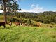 Photo - 137 Killabakh Creek Road, Killabakh NSW 2429 - Image 18