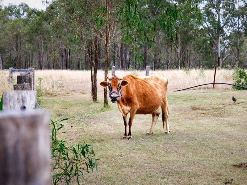 Photo - 138 Beacon Road, Lowood QLD 4311 - Image 14