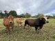 Photo - 14 Croft Road, Malanda QLD 4885 - Image 9
