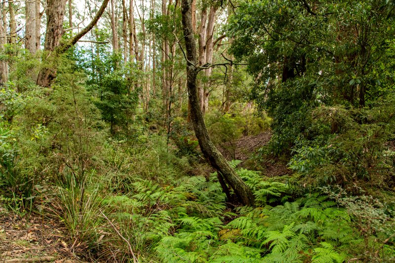 Photo - 1400 Nowra Road, Fitzroy Falls NSW 2577 - Image 9