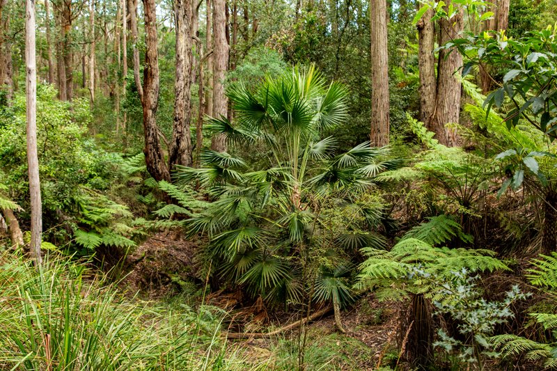 Photo - 1400 Nowra Road, Fitzroy Falls NSW 2577 - Image 10