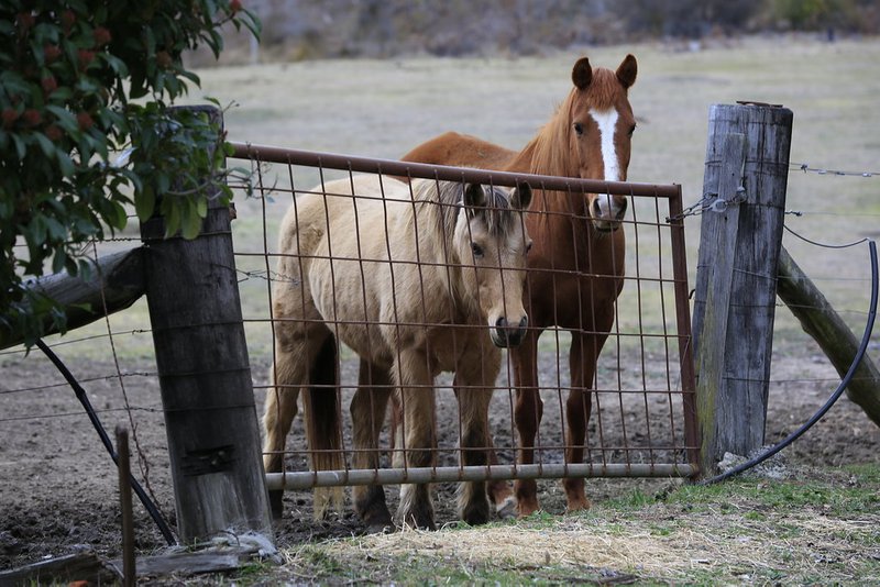 Photo - 14072 Hume Highway, Paddys River NSW 2577 - Image 4