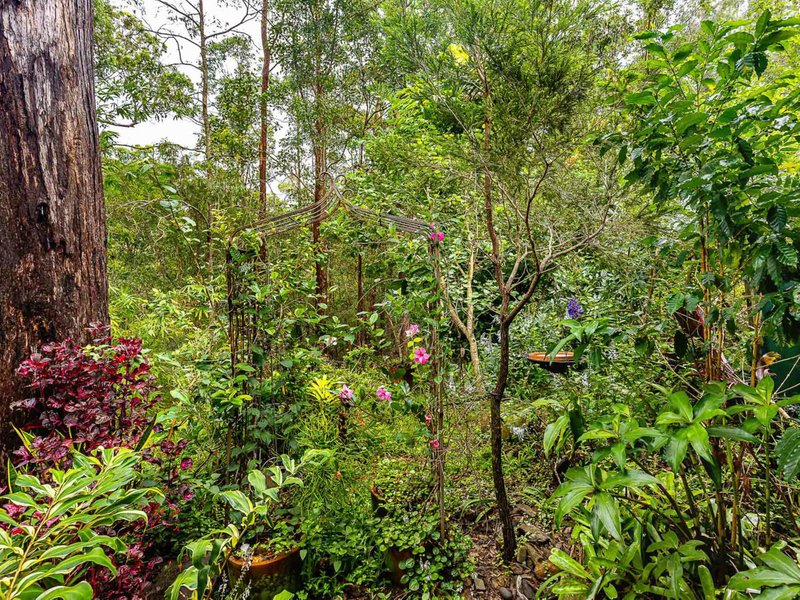 Photo - 141 Staghorn Drive, Austinville QLD 4213 - Image 18