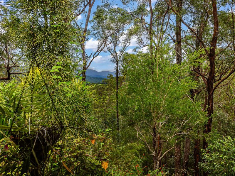 Photo - 141 Staghorn Drive, Austinville QLD 4213 - Image 21