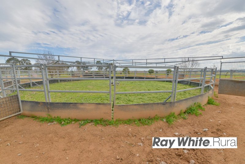 Photo - 142 Country Road, Tamworth NSW 2340 - Image 25