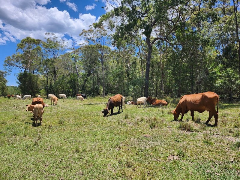 Photo - 145 Child Road, Wamuran QLD 4512 - Image 20