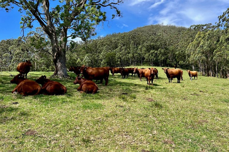 Photo - 1475 Kangaroo Valley Road, Kangaroo Valley NSW 2577 - Image 26