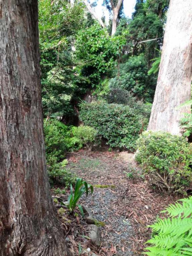 Photo - 15 Banksia Road, Springbrook QLD 4213 - Image 19