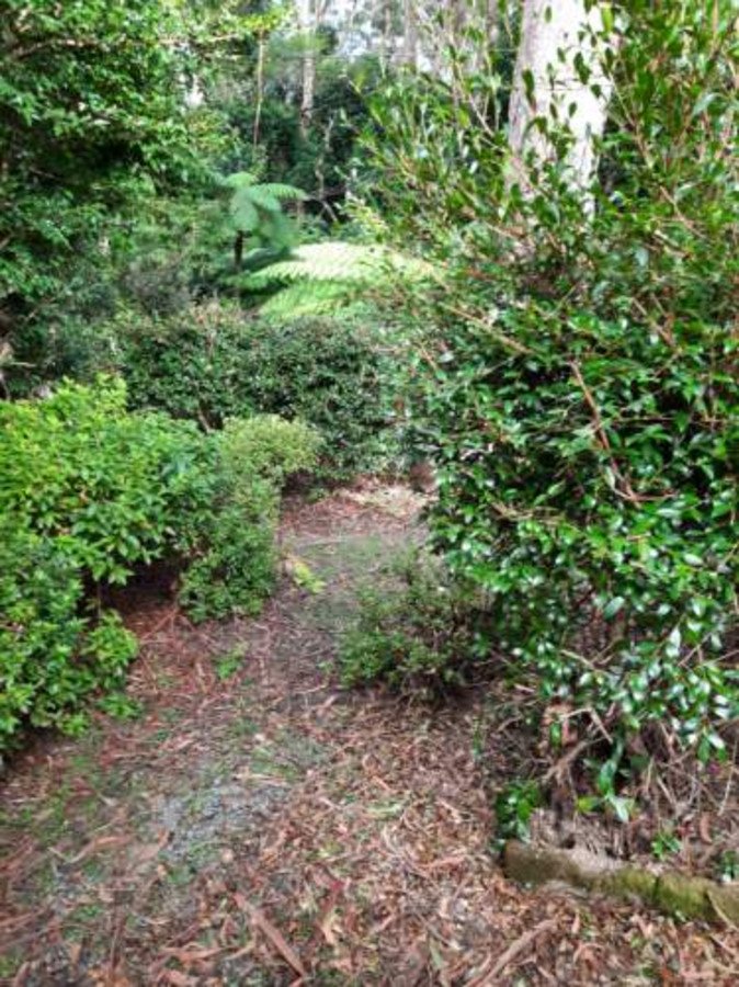 Photo - 15 Banksia Road, Springbrook QLD 4213 - Image 20