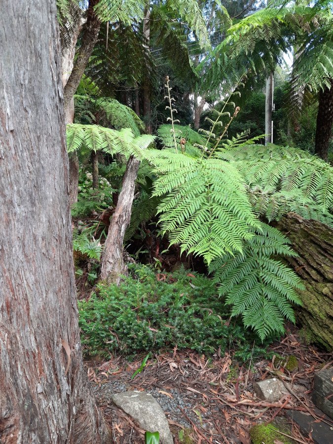 Photo - 15 Banksia Road, Springbrook QLD 4213 - Image 21