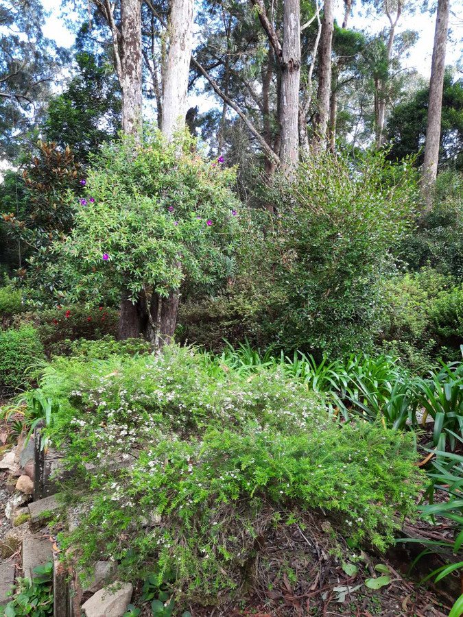 Photo - 15 Banksia Road, Springbrook QLD 4213 - Image 22