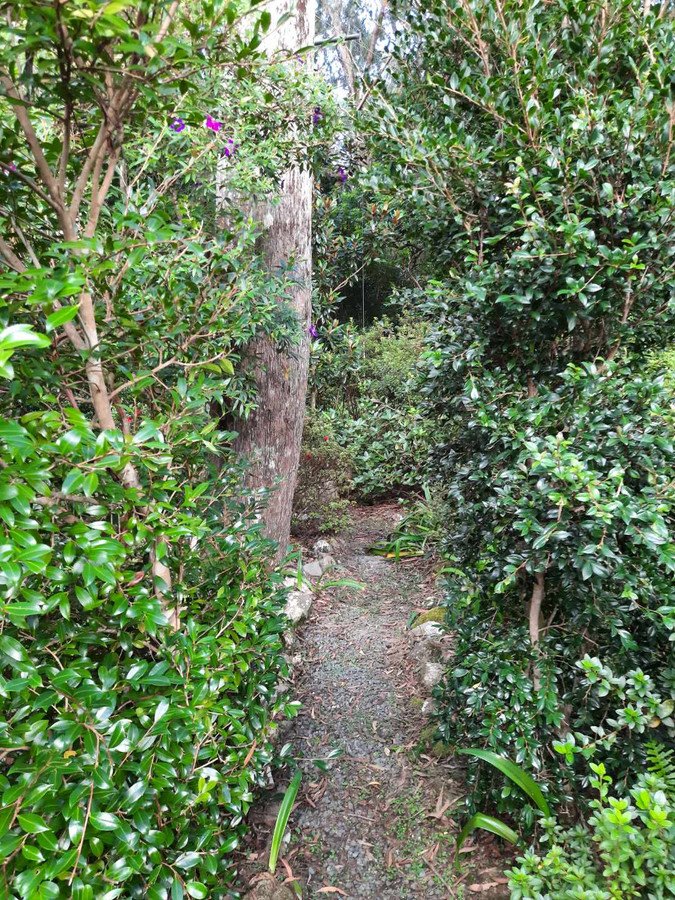 Photo - 15 Banksia Road, Springbrook QLD 4213 - Image 24