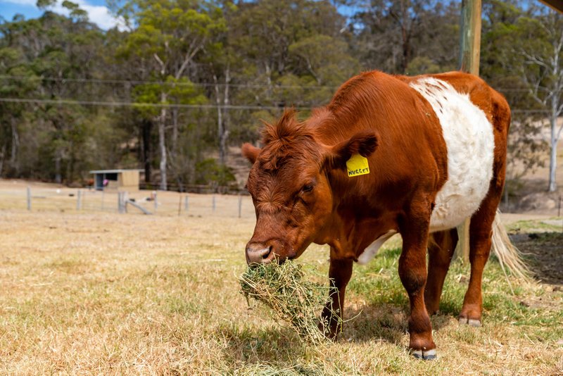 Photo - 15 Bull Paddock Lane, Moruya NSW 2537 - Image 8