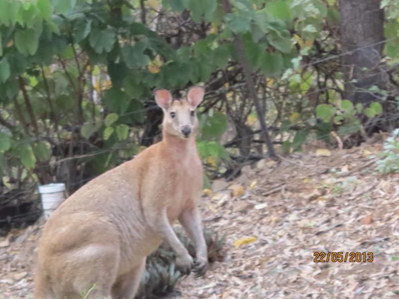 Photo - 15 Cordingley Road, Alligator Creek QLD 4816 - Image 3