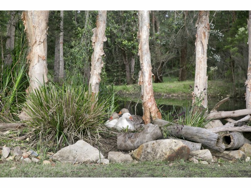 Photo - 15 Vallon Road, Woollamia NSW 2540 - Image 22