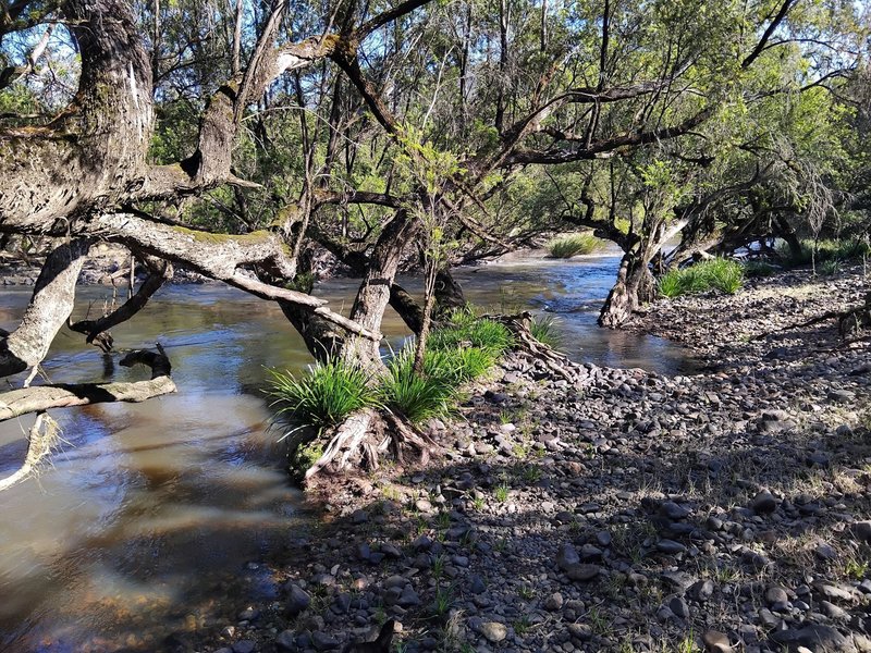 Photo - 1534 AB Paddy'S Flat Road, Tabulam NSW 2469 - Image 16