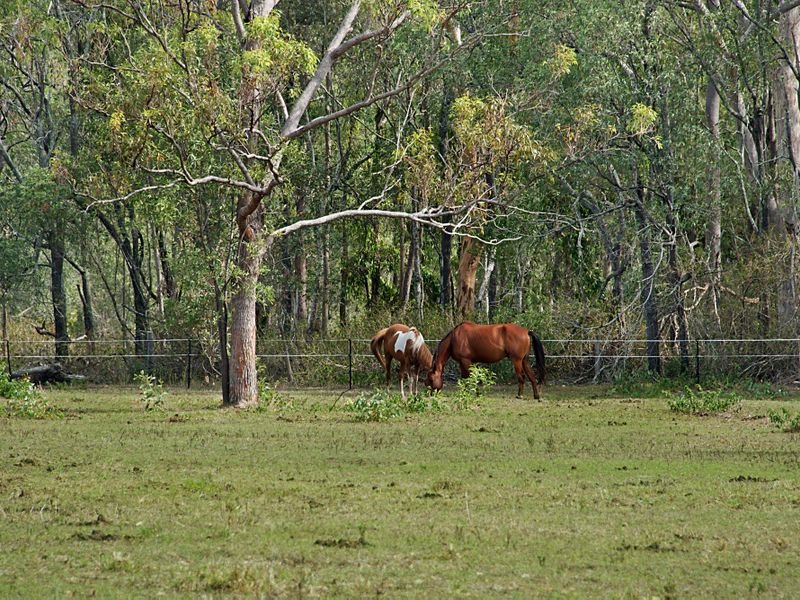 Photo - 1546 Waterford Tamborine Road, Logan Village QLD 4207 - Image 5