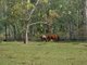 Photo - 1546 Waterford Tamborine Road, Logan Village QLD 4207 - Image 5