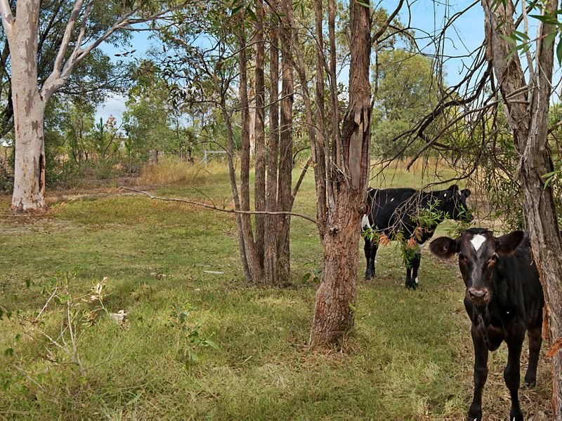 Photo - 1546 Waterford Tamborine Road, Logan Village QLD 4207 - Image 8