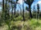 Photo - 1595 Tableland Road, Mount Maria QLD 4674 - Image 25