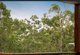Photo - 16 Black Teak Court, Brookwater QLD 4300 - Image 10