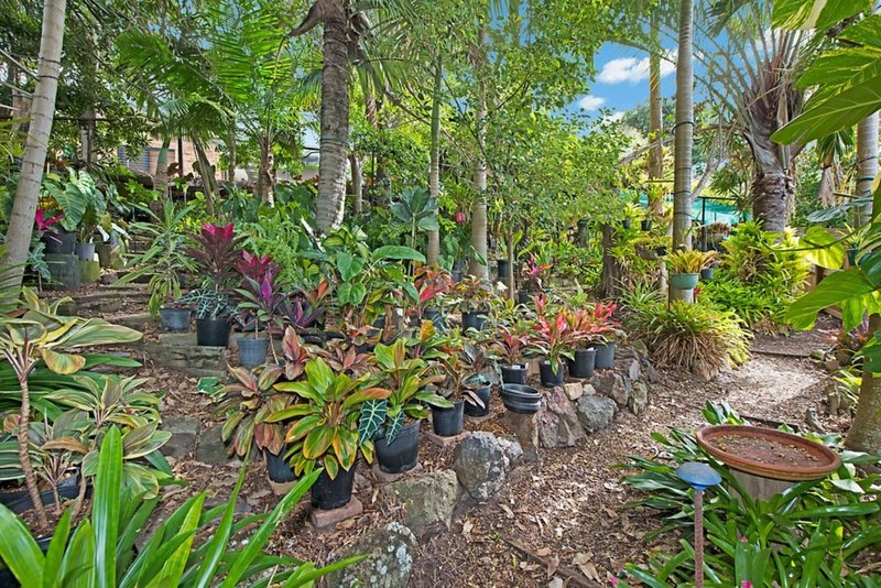 Photo - 16 Hoop Pine Court, Buderim QLD 4556 - Image 11