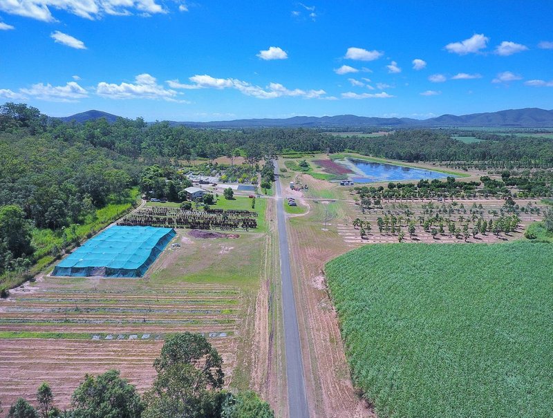 Photo - 1603 Geeberga Buthurra Road, Mount Ossa QLD 4741 - Image 4