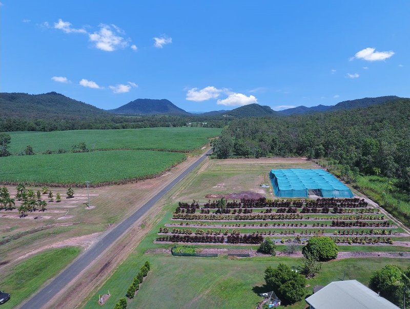 Photo - 1603 Geeberga Buthurra Road, Mount Ossa QLD 4741 - Image 5