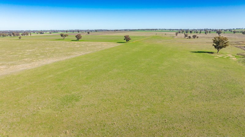 Photo - 1624 Osborne Yerong Creek Road, Yerong Creek NSW 2642 - Image 21