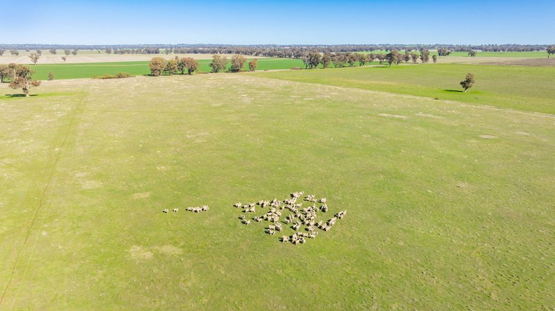 Photo - 1624 Osborne Yerong Creek Road, Yerong Creek NSW 2642 - Image 22