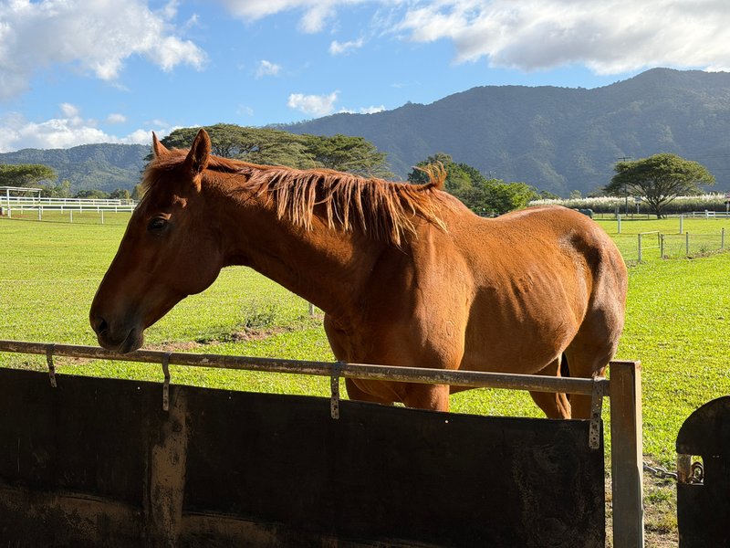 Photo - 163 Maitland Road, Gordonvale QLD 4865 - Image 26