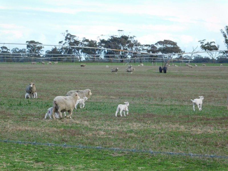 Photo - 16472 Dukes Highway, Bordertown SA 5268 - Image 14